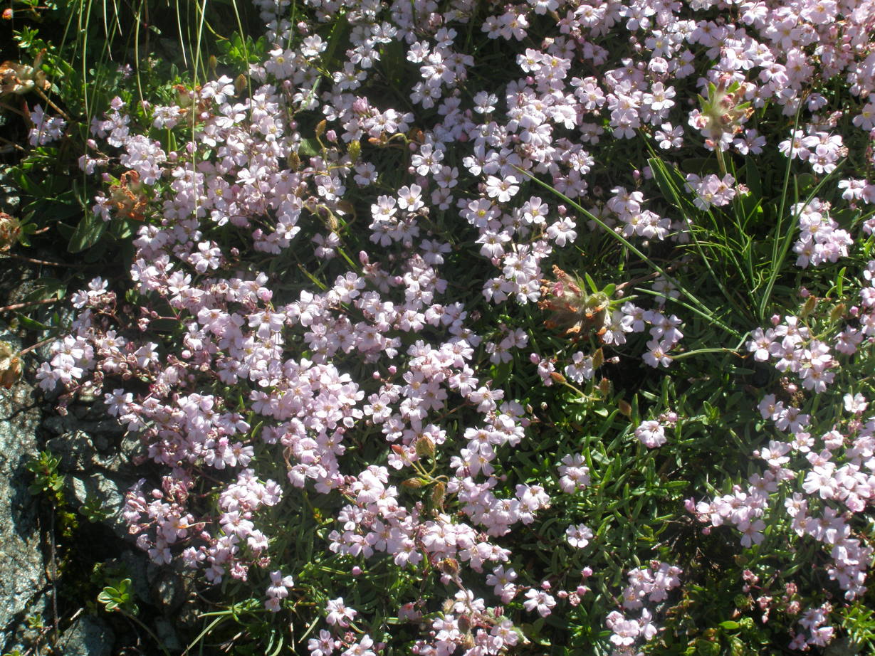 Gypsophila repens